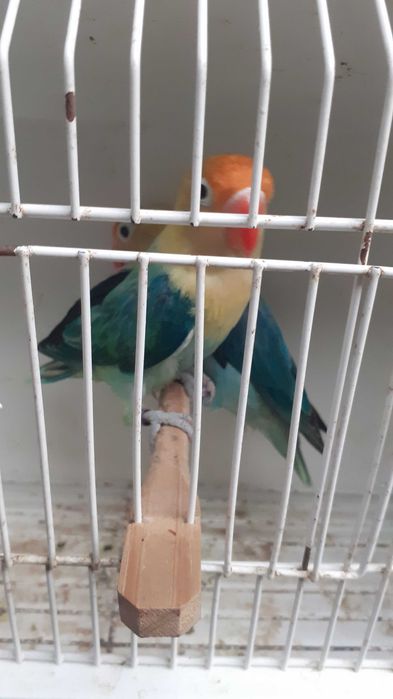 Agapornis Fischers casal