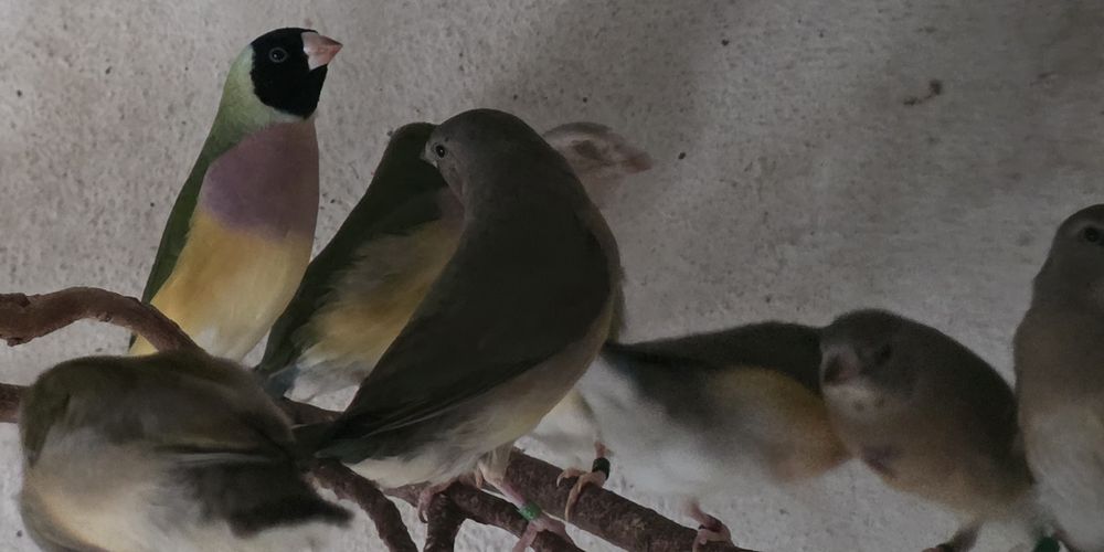 Diamantes de gould
