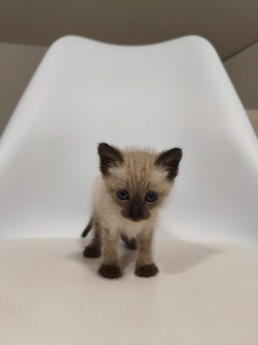 Gatinho para adoção responsável