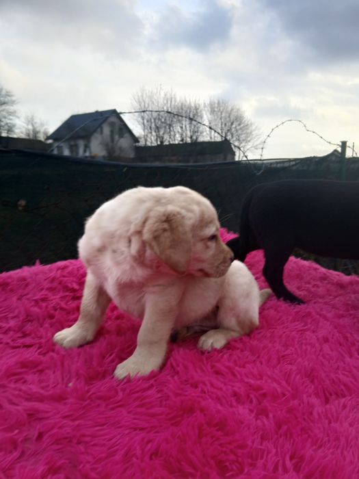 Sprzedam szczeniaka labradora