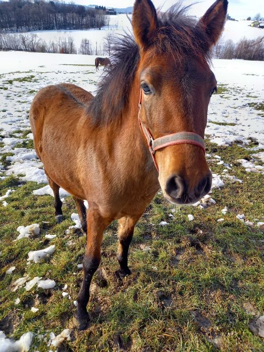 Wałach huculski, 1,5 roczny  Hucuł