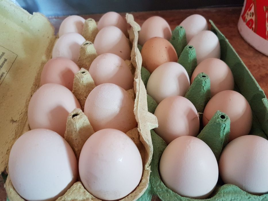 jaja od gospodarza, ekologiczne.