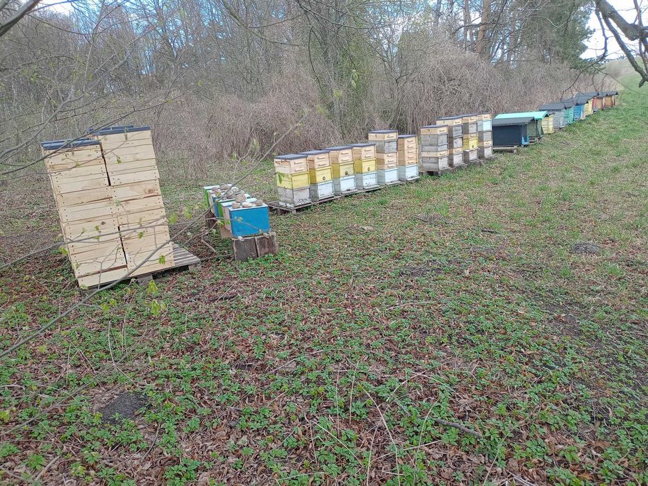 Pszczoły na ramce wlkp przezimowane