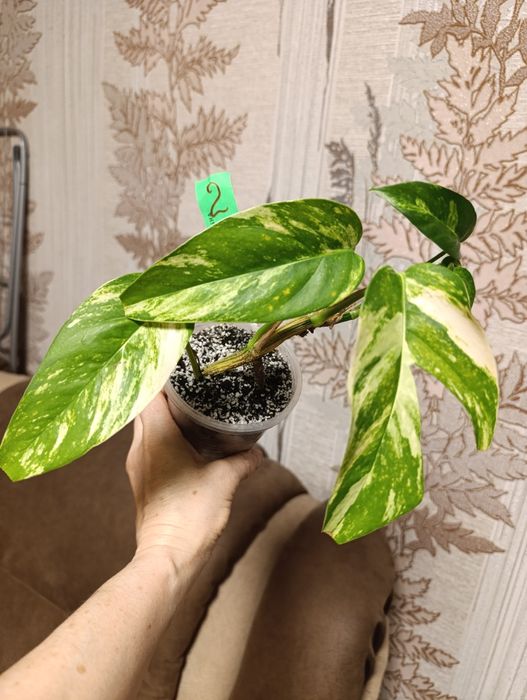 Філодендрон перець Крокатум, єпіпремнум Cintho Goldfinger сциндапсус