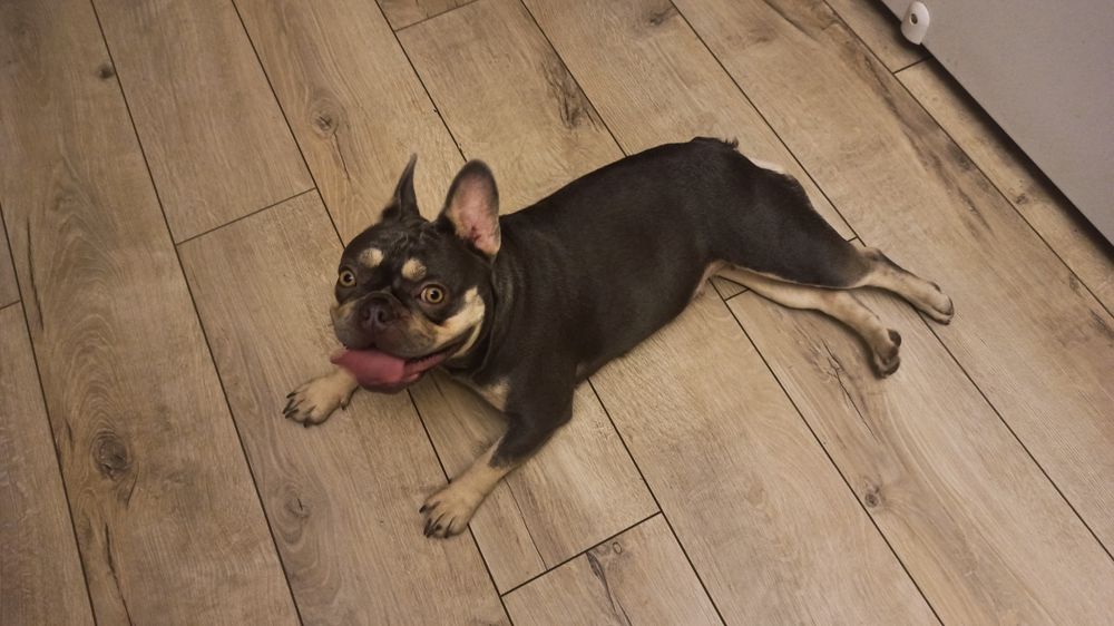 Передержка животных