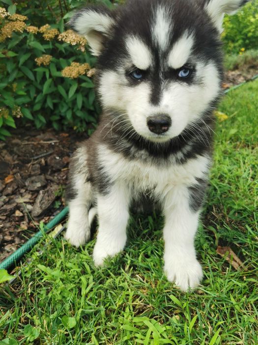 Szczeniaki Syberian Husky ur 25.05  gotowe do odbioru!