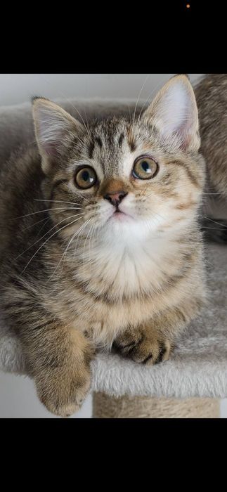 Прямоухая шотландская девочка