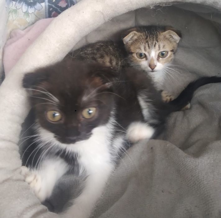 Котята вислоухие в добрые руки