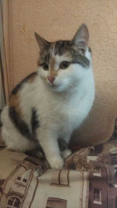 Коты трехцветные