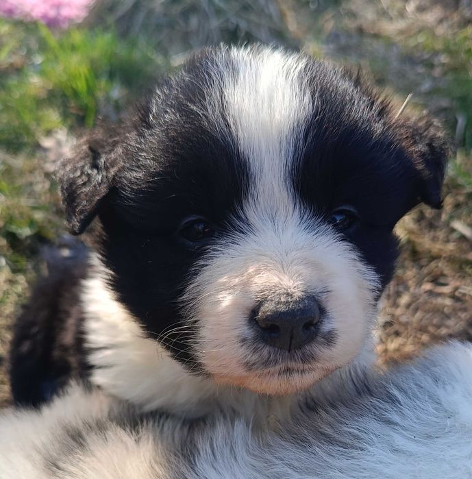 Szczenię Border Collie