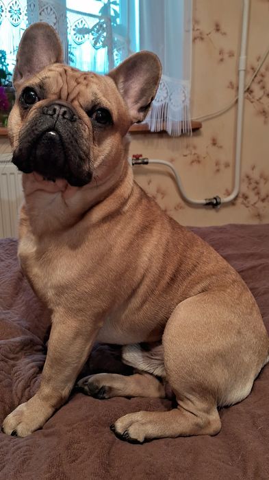 Французский бульдог,мальчик/вязка/