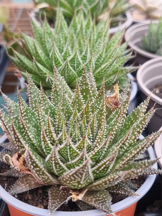 Sculentas Aloe aristata