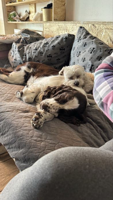 Hotel dla psów Opieka nad psem, hotel dla psa