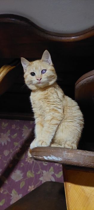 ОДАМ  в хороші руки  котят ДЛЯ ВДАЧІ