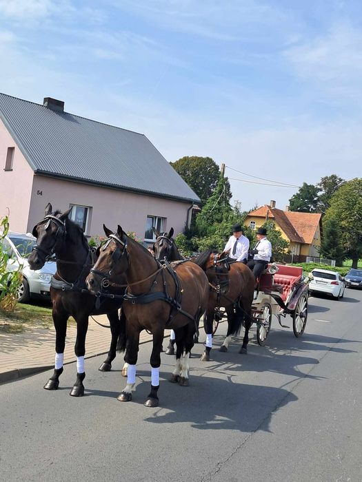 Karetą do ślubu Bryczką