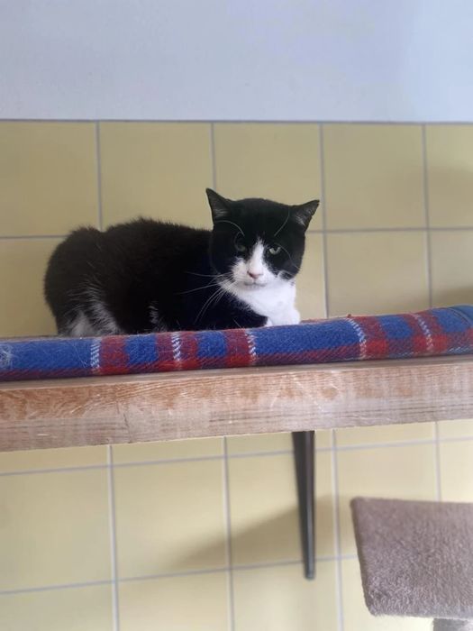 Kocurek Grubcio do adopcji!