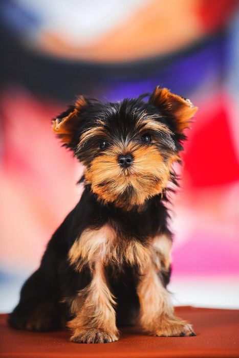 Професійний розплідник пропонує