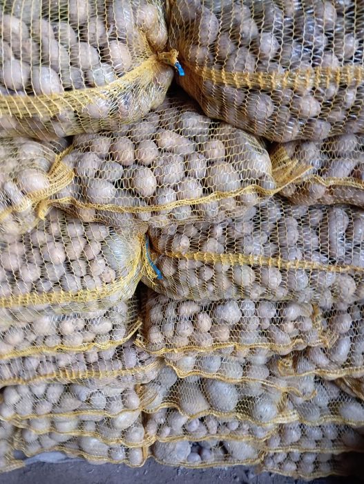 Ziemniaki Melody i paszowe