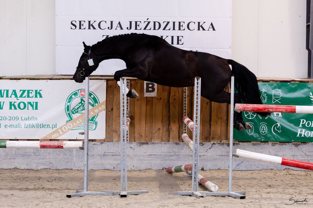 Quiet Wind urodziwa klacz