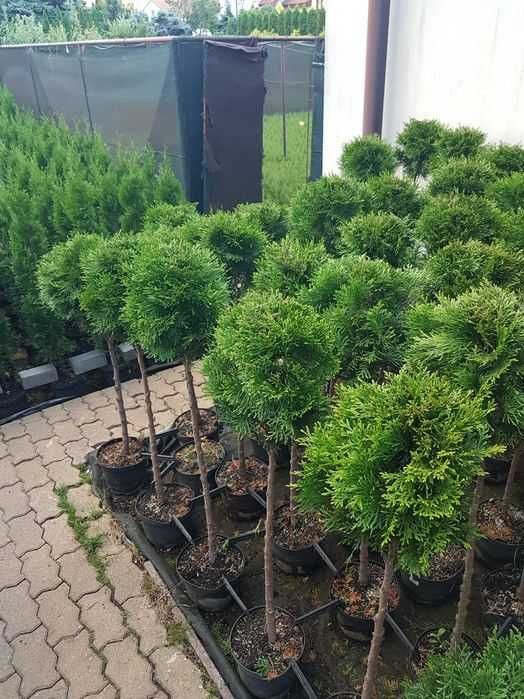 Kula na pniu Tuja Szmaragd