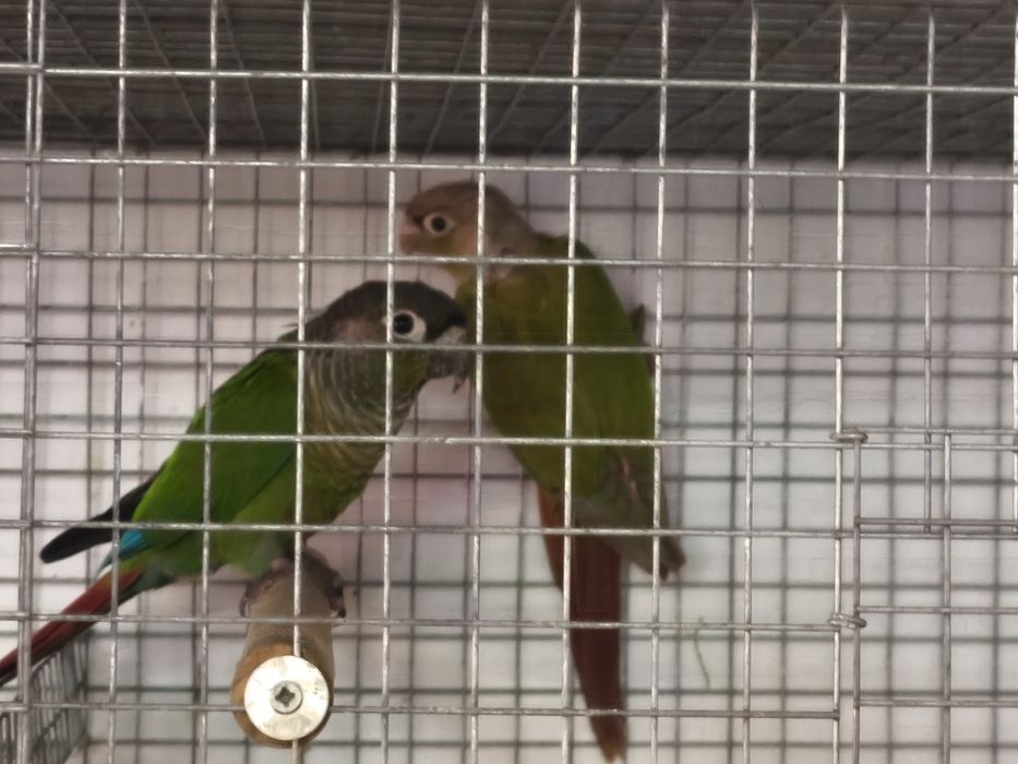 Rosela, pyrruras, ring necks