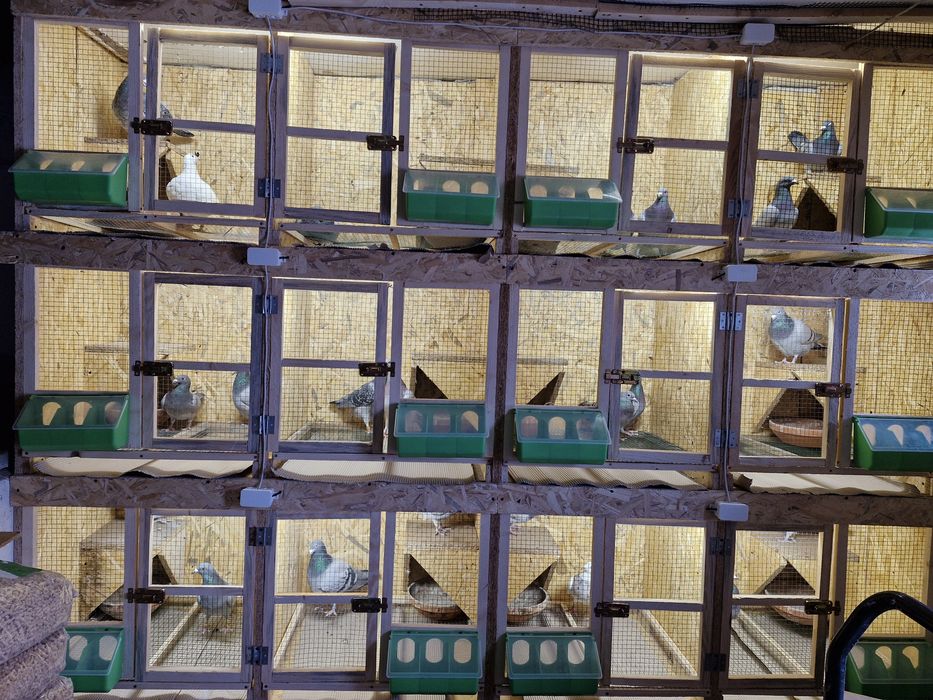 Gołębie pocztowe młode 2026