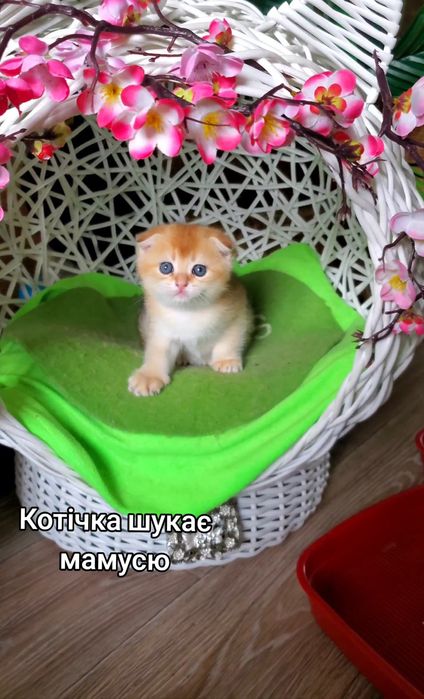 Ласкаві малючки. Кошенята золота шиншила.