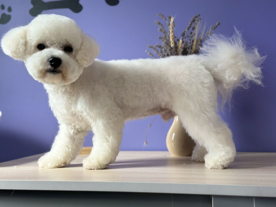 Вязка бішон фрізе