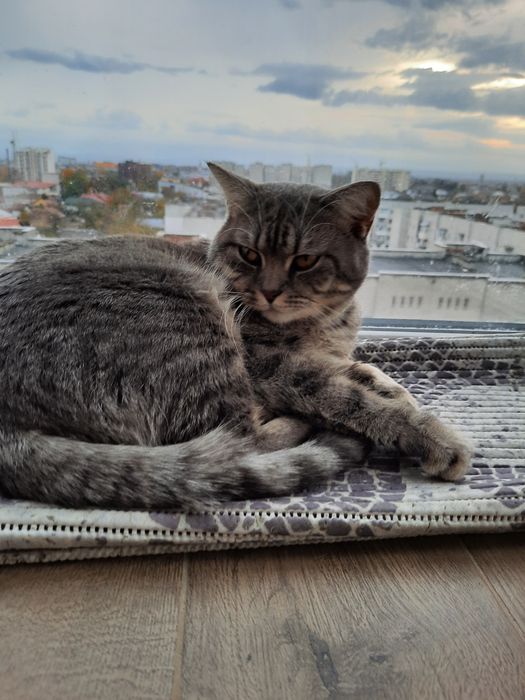 котик на в'язку.