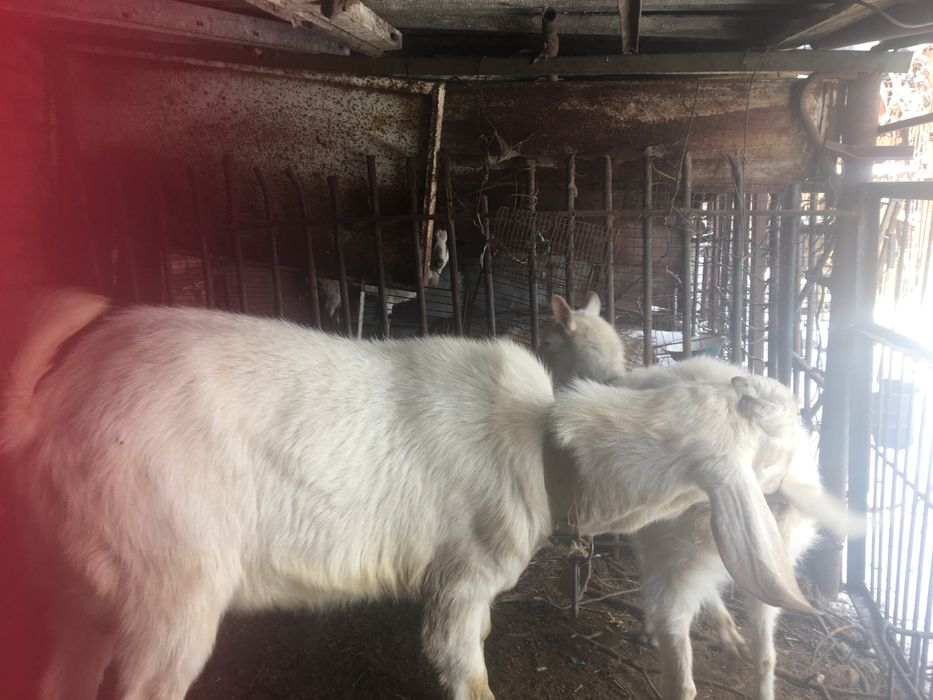 Козел 90%АН вязка