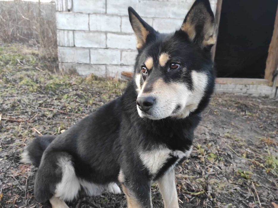 Zaginął pies w typie Husky