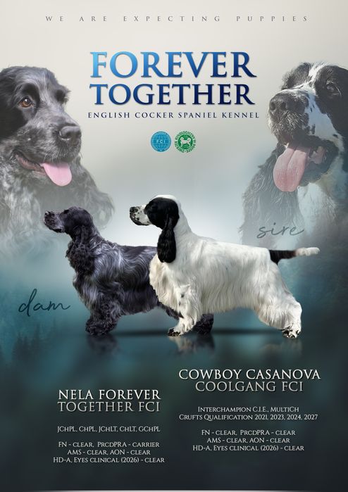 Szczenię cocker spaniel ang.
