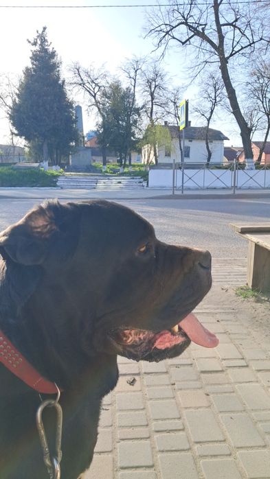 Вязка кане корсо