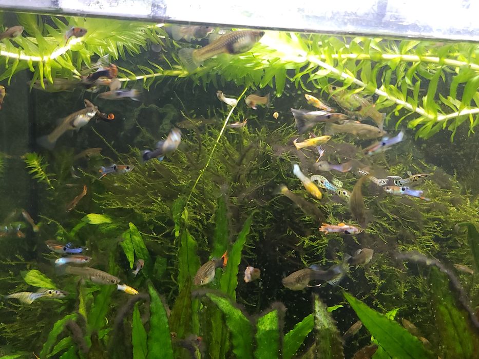 Guppies Machos, Fêmeas e Casais