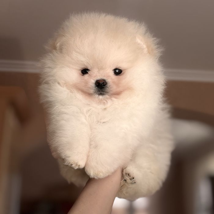 супер ведмедик шоу Классу