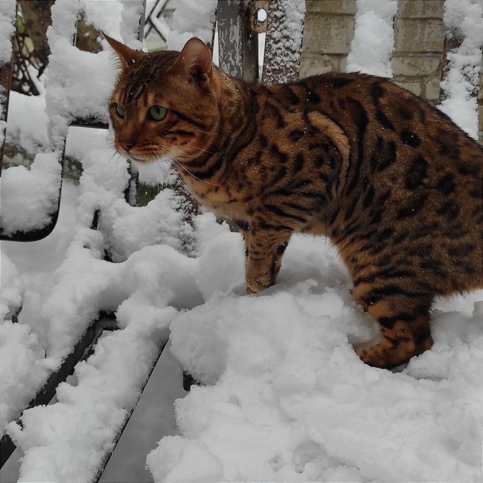 Бенгальский  котик.Вязка