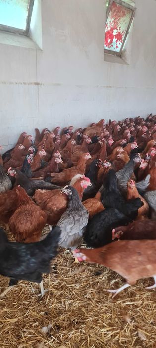 Kurki NIOSKI z wolnego wybiegu prosto z hodowli ! Wszystkie rasy !!