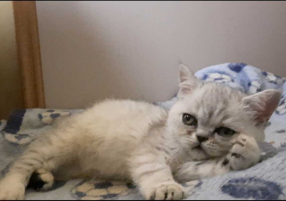 Чудовий хлопчик Екзот