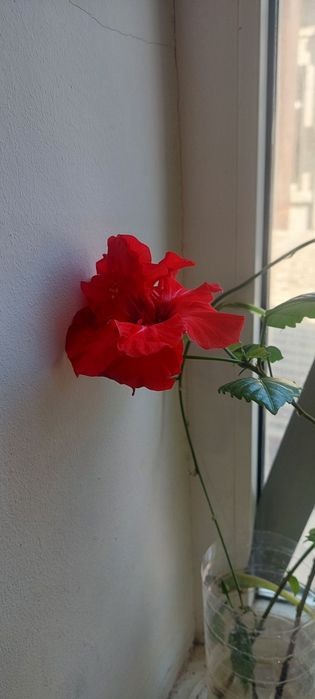 Гибискус ,эухариус ,Амаралис красный