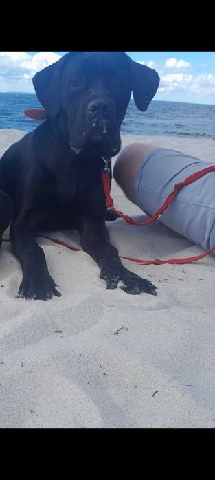 Suczka cane corso 18 miesiecy rodzice FCI OBRONNA !
