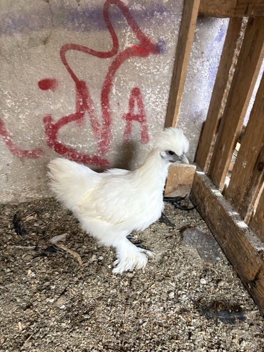 Galos sedosa preto, branco