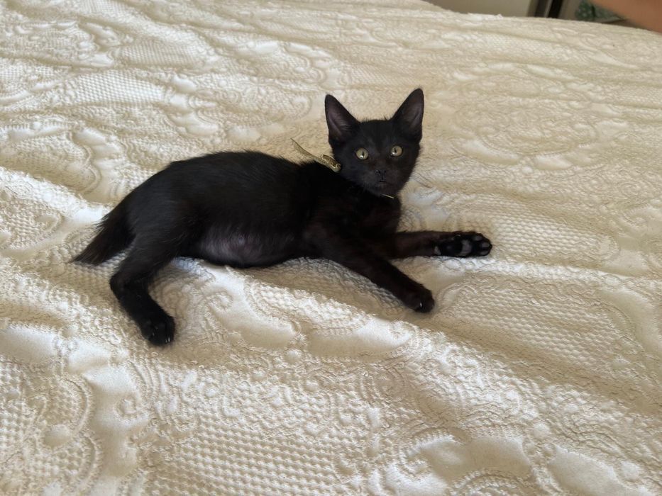 Gatinho para adoção