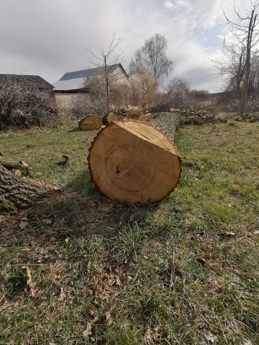 Sprzedam kłode dębową