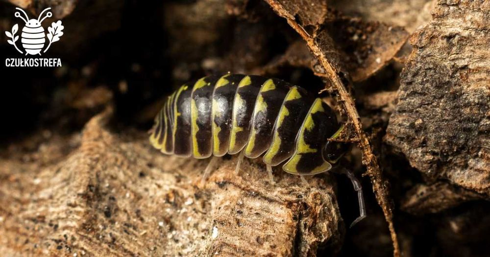 Isopody Armadillidium maculatum “Yellow Zebra”