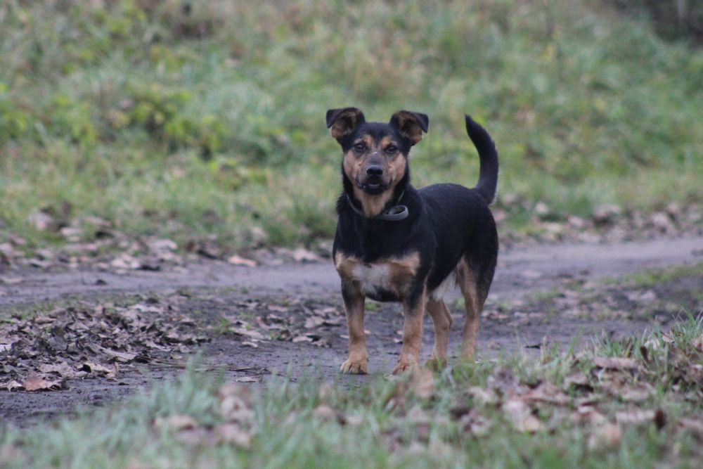 Mieszko pies adopcja schronisko