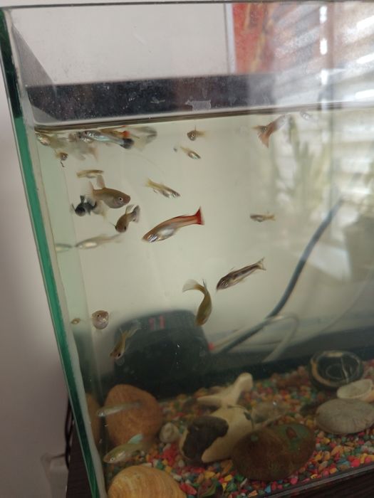 Рибки  даром  продаж акваріум