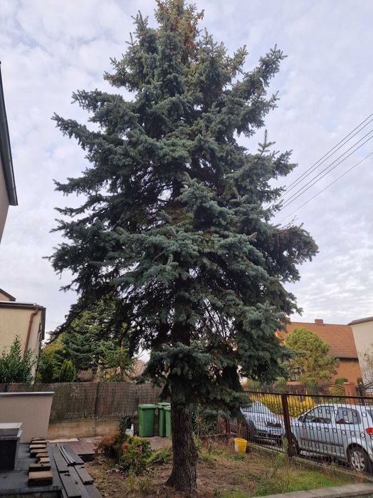 Oddam drewno za darmo