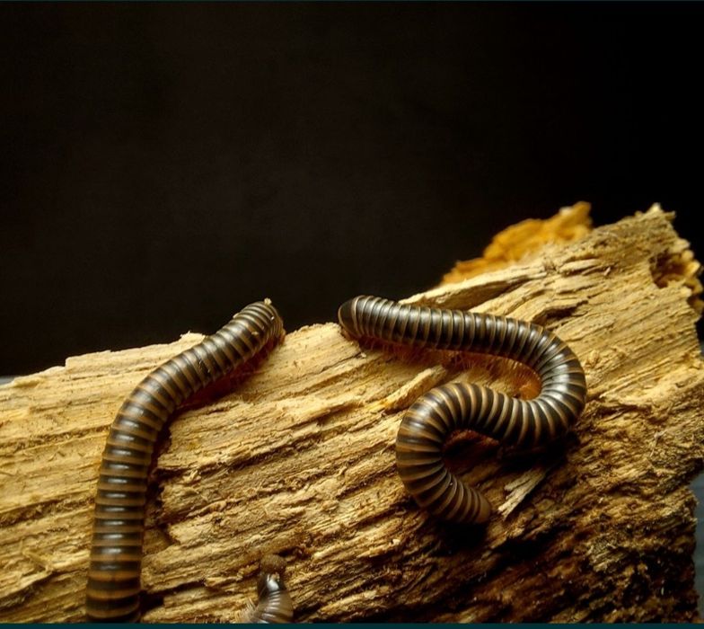 Alimentação isopods/bichos da conta