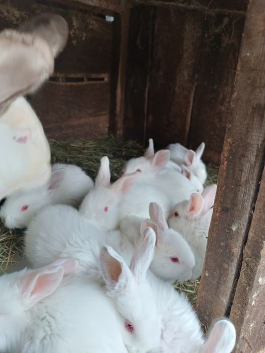 Sprzedam młode króliki