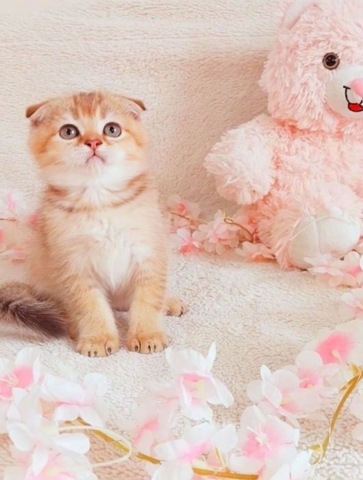 Шотландський плюшевий котик
